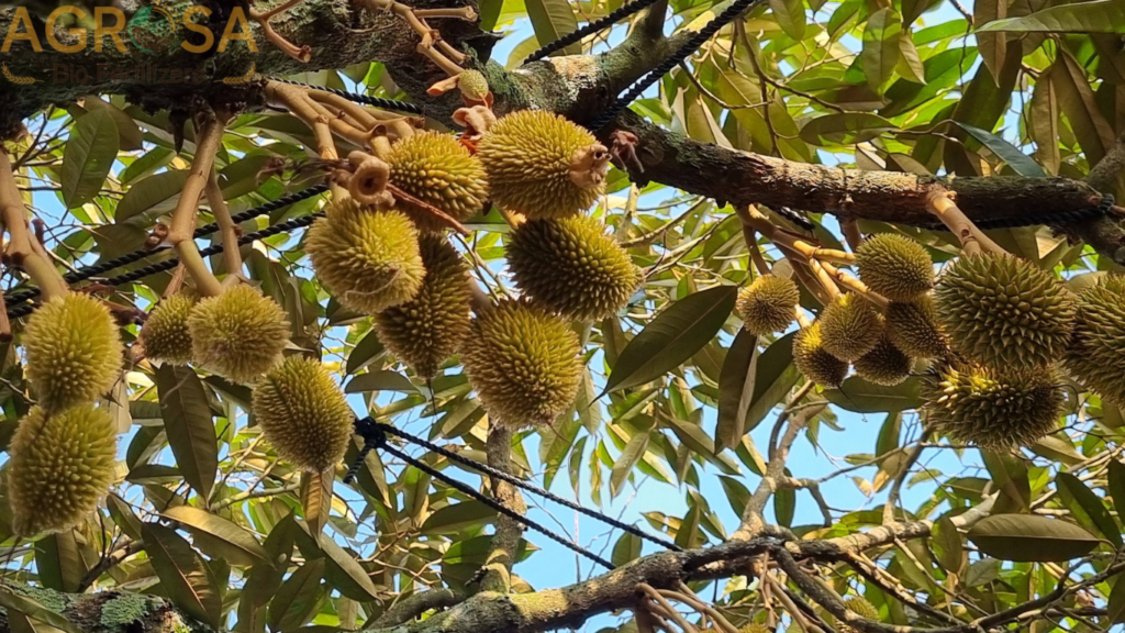 tia-trai-sau-rieng-non 