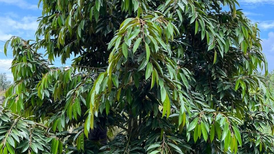 cây sau phục hồi 
