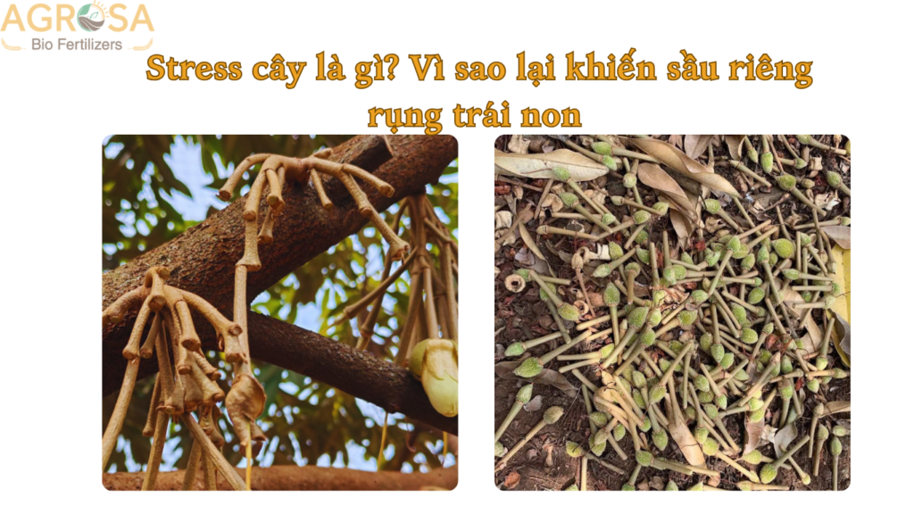 Stress cây là gì Vì sao lại khiến sầu riêng rụng trái non