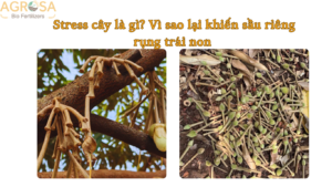 Stress cây là gì Vì sao lại khiến sầu riêng rụng trái non