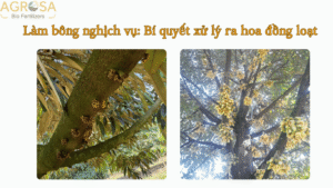 Làm bông nghịch vụ: bí quyết xử lý ra hoa đồng loạt