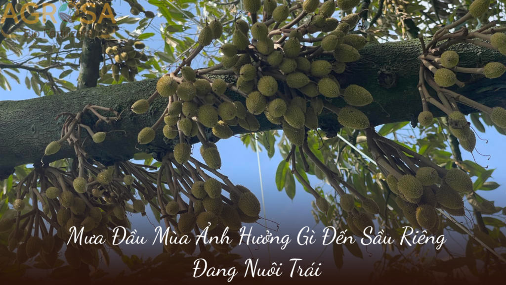Mưa Đầu Mùa Ảnh Hưởng Gì Đến Sầu Riêng Đang Nuôi Trái