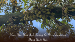 Mưa Đầu Mùa Ảnh Hưởng Gì Đến Sầu Riêng Đang Nuôi Trái