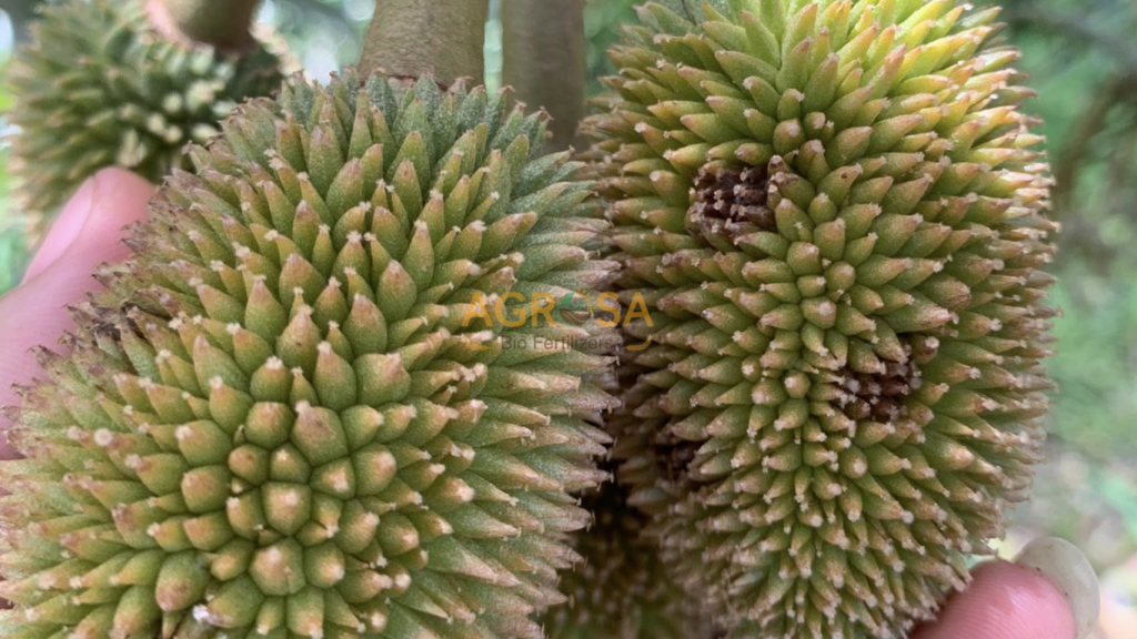 nấm trái do nấm phytophthora