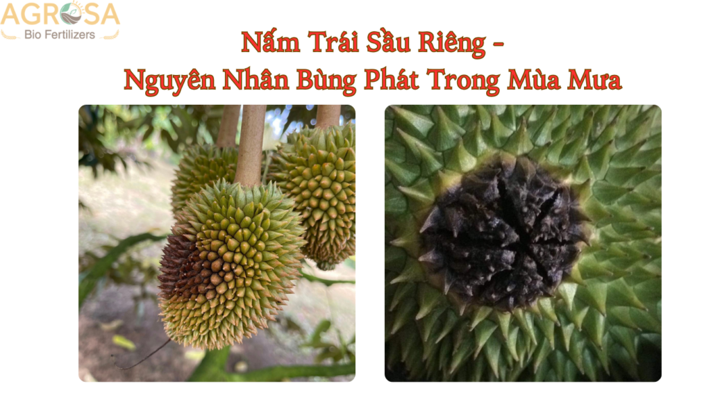nấm trái sầu riêng