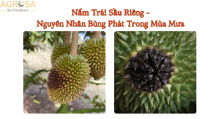nấm trái sầu riêng