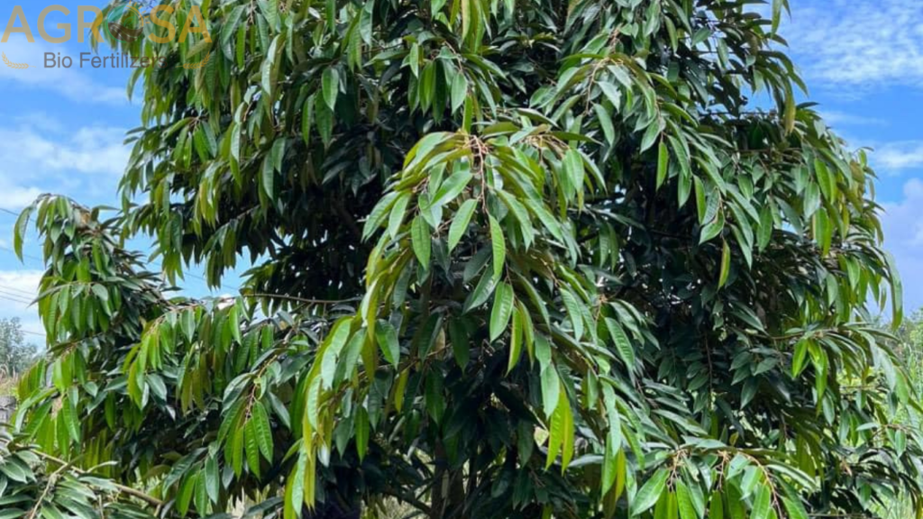 cay-sau-rieng-sau-phuc-hoi
