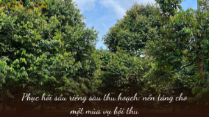 phuc-hoi-sau-rieng-sau-thu-hoach-nen-tang-cho-mot-mua-vu-boi-thu