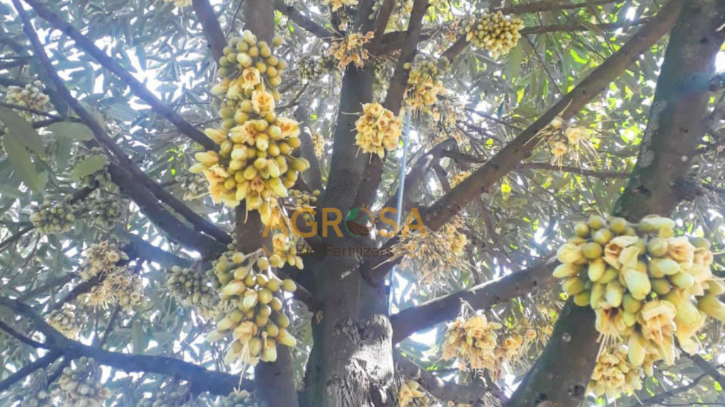 thu-phan-sau-rieng-khong-deu-khien-meo-trai
