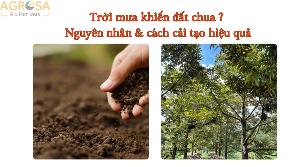 Trời mưa khiến đất chua trên vườn sầu riêng