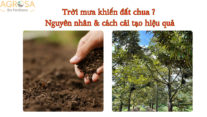 Trời mưa khiến đất chua trên vườn sầu riêng