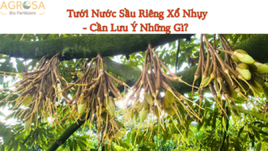 tưới nước sầu riêng khi xổ nhụy