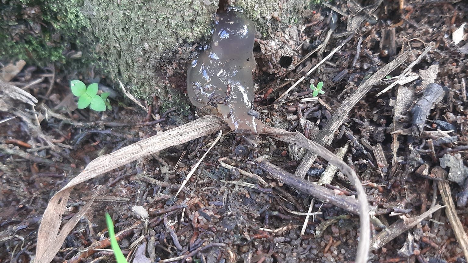 xì mủ ở gốc do nấm phytophthora
