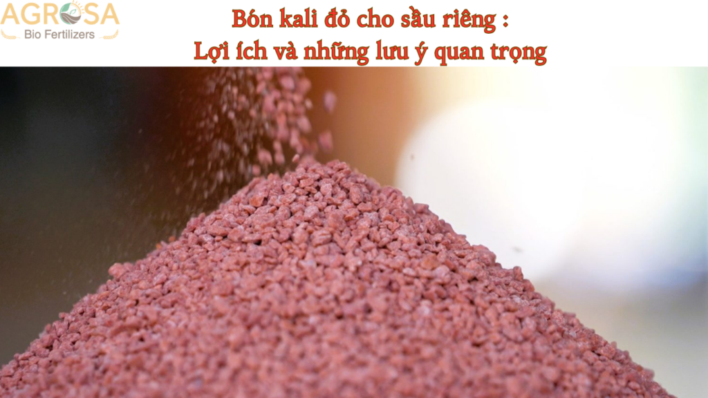 Bón kali đỏ cho sầu riêng
