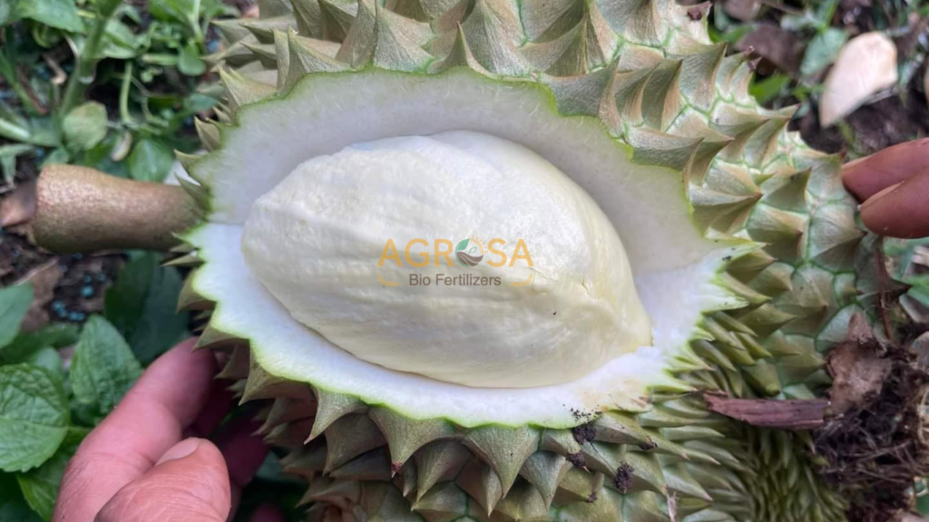 sầu riêng bị sượng không lên màu đẹp 
