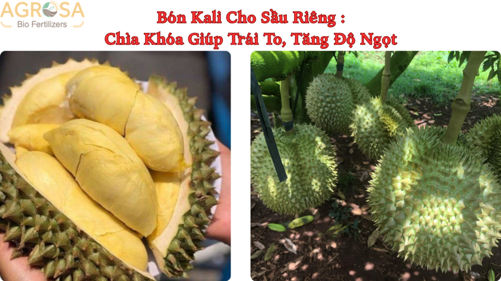 bón Kali cho sầu riêng
