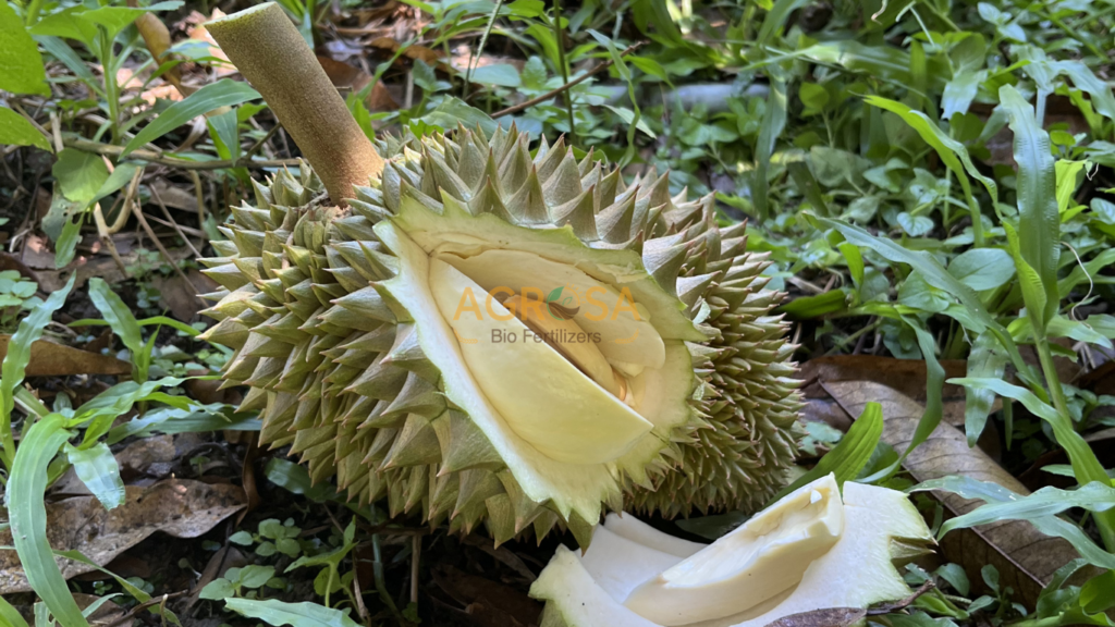 bón kali cho sầu riêng 
