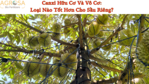 Canxi Hữu Cơ Và Vô Cơ :Loại Nào Tốt Hơn Cho Sầu Riêng?
