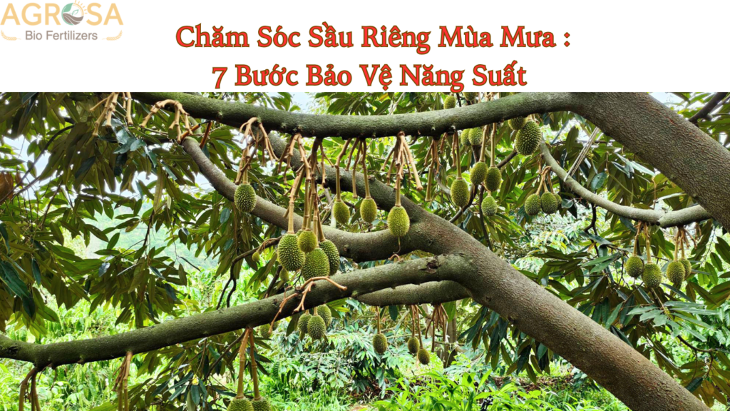 Chăm Sóc Sầu Riêng Mùa Mưa : 7 Bước Bảo Vệ Năng Suất