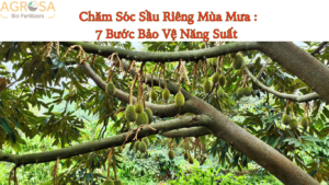 Chăm Sóc Sầu Riêng Mùa Mưa : 7 Bước Bảo Vệ Năng Suất
