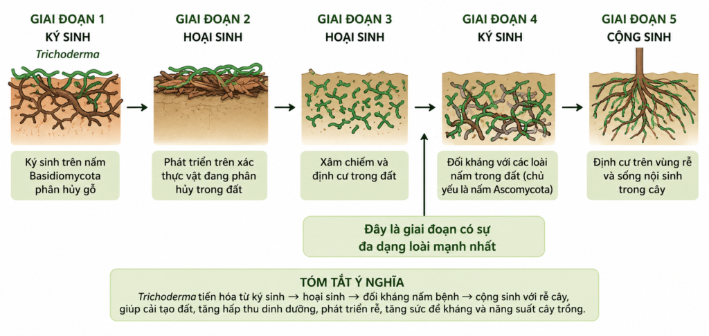 chu kỳ của nấm trichoderma cộng sinh trong đất 

