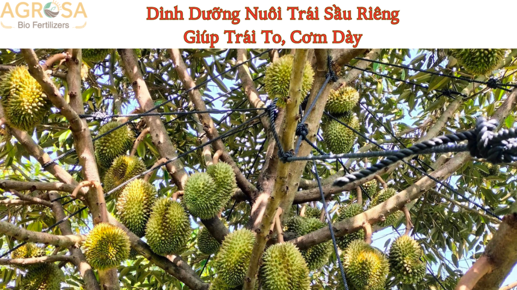 dinh dưỡng nuôi trái sầu riêng