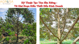 kỹ thuật tạo tán sầu riêng