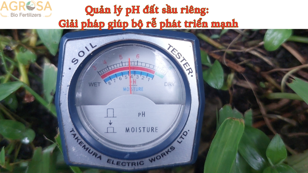 Quản lý pH đất sầu riêng