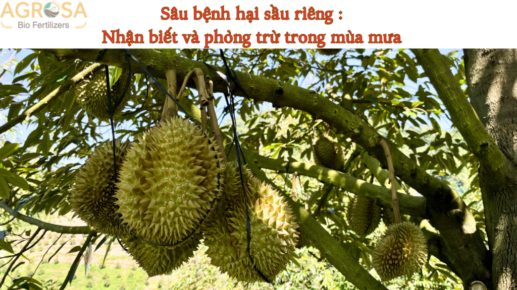 Sâu bệnh hại sầu riêng : Nhận biết và phòng trừ trong mùa mưa 