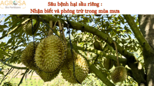 Sâu bệnh hại sầu riêng : Nhận biết và phòng trừ trong mùa mưa 