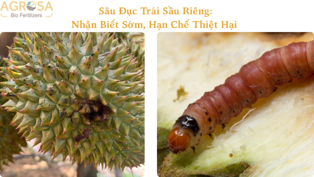 sâu đục trái sầu riêng