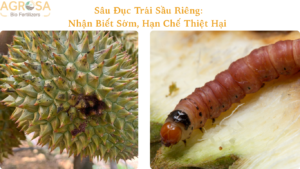 sâu đục trái sầu riêng