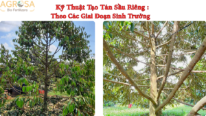 kỹ thuật tạo tán sầu riêng
