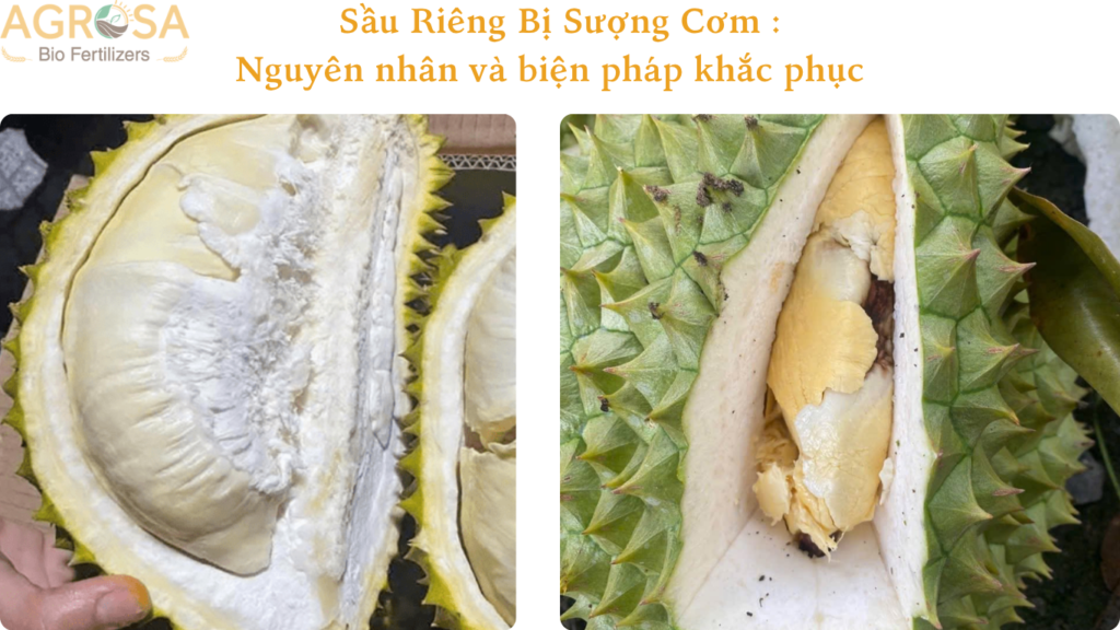 sầu riêng bị sượng cơm