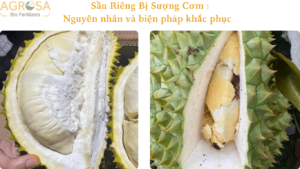 sầu riêng bị sượng cơm