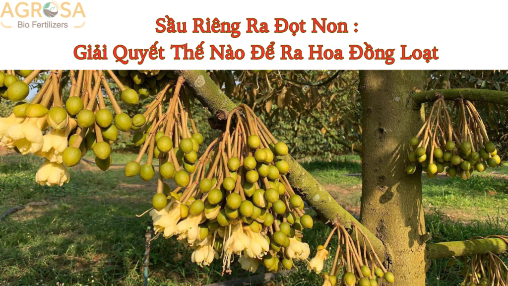sầu riêng ra đọt non