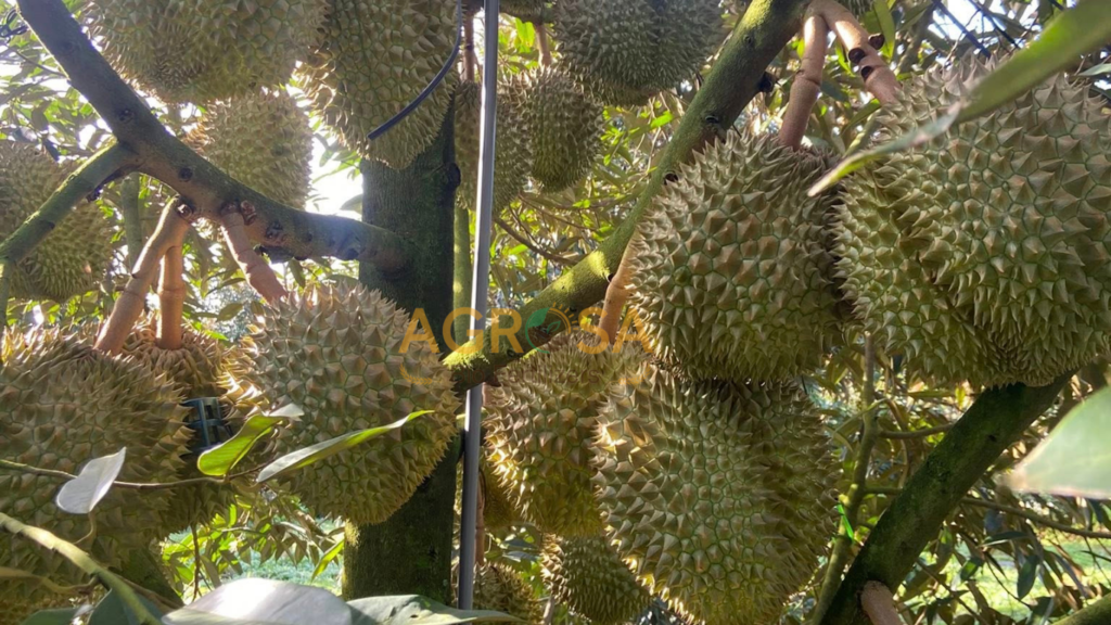 sầu riêng thái 