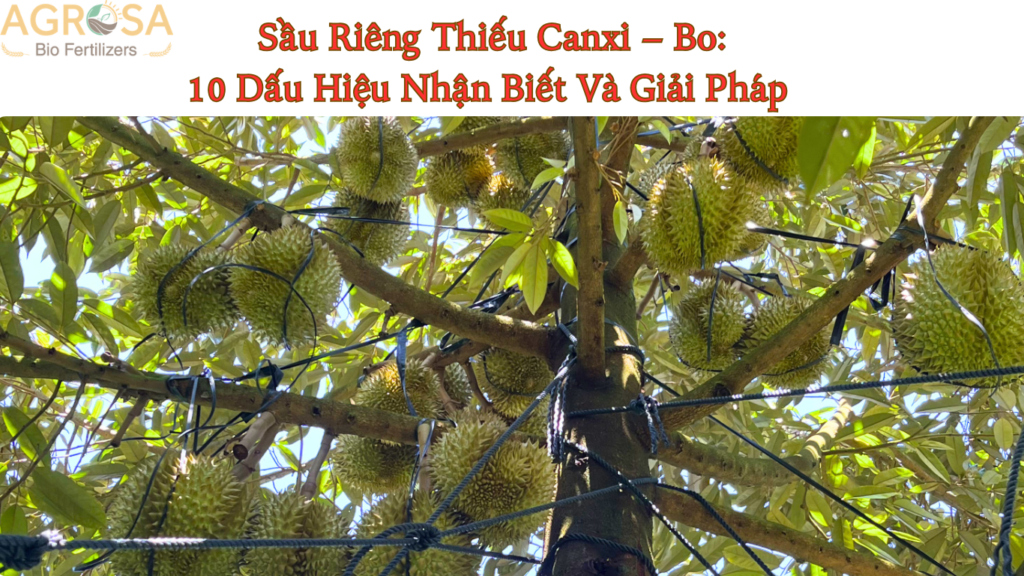 Sầu Riêng Thiếu Canxi – Bo