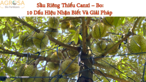 Sầu Riêng Thiếu Canxi – Bo