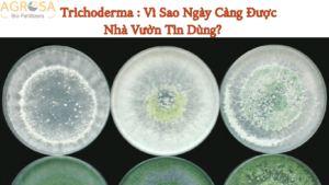 trichoderma vì sao được nhiều nhà vườn tin dùng