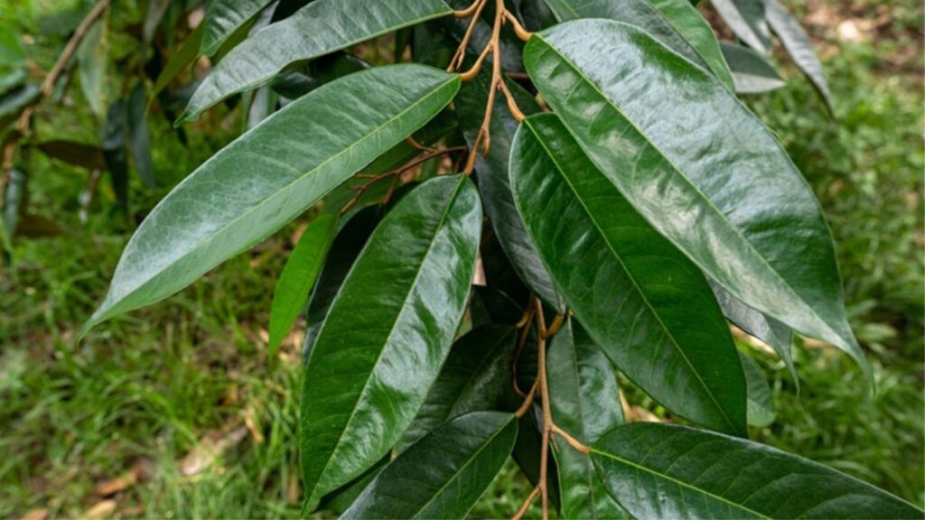 la-cay-sau-rieng