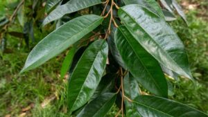 la-cay-sau-rieng