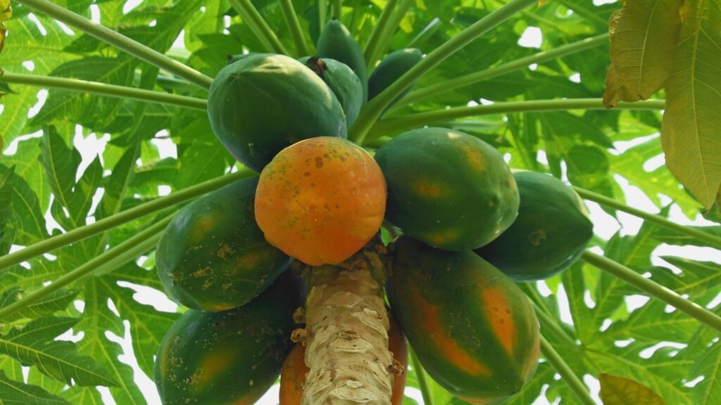 Cây đu đủ