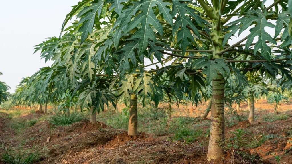 Cây đu đủ con 