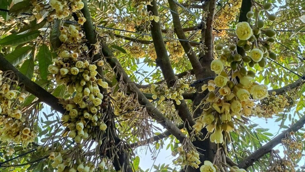 hoa sầu riêng 