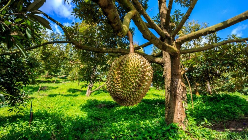 thân cây sầu riêng