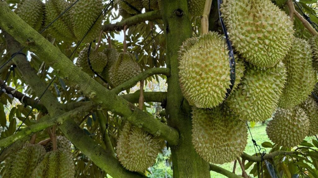 trái sầu riêng