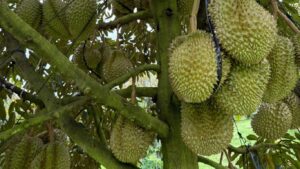 trái sầu riêng